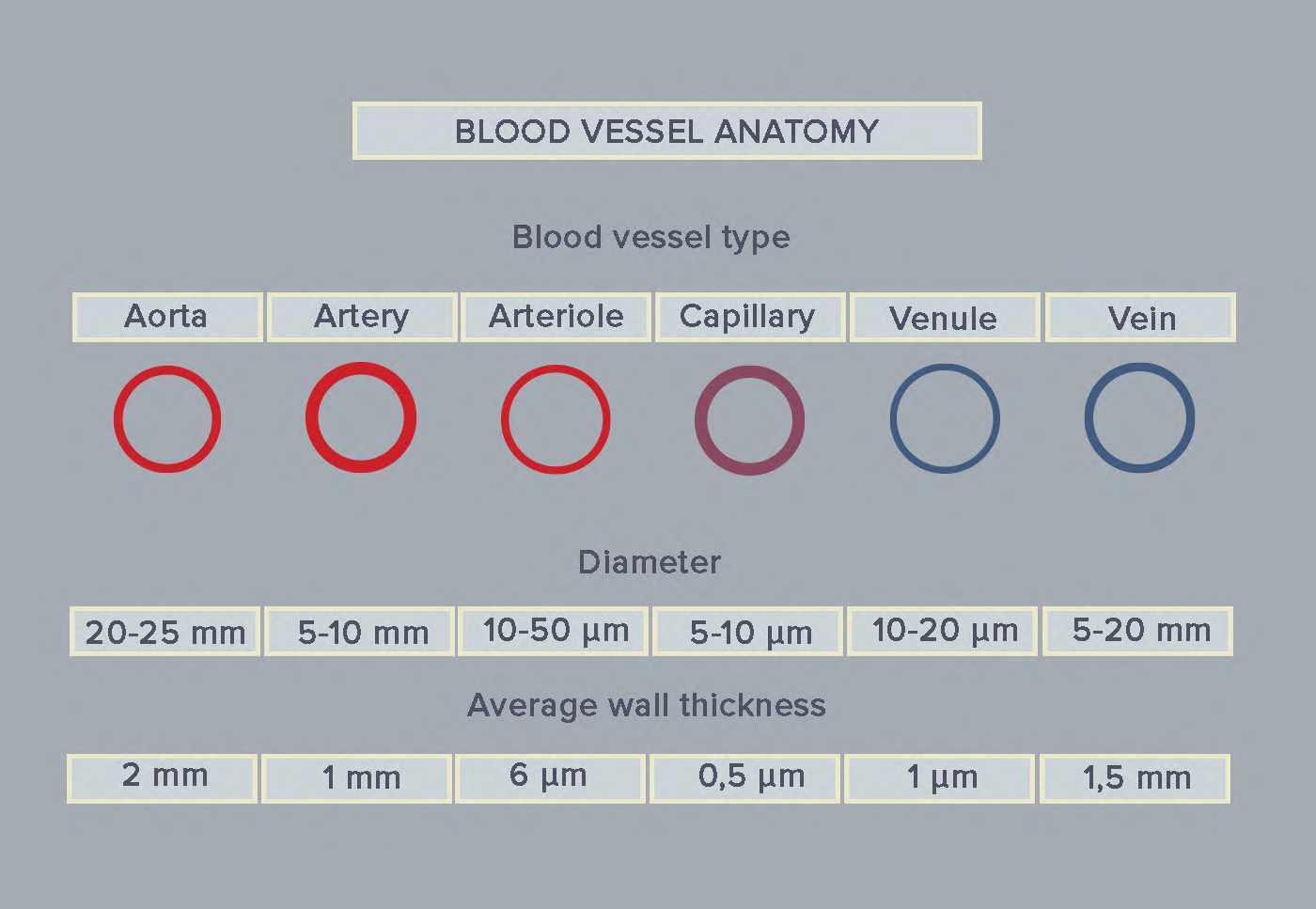 Blood vessel anatomy