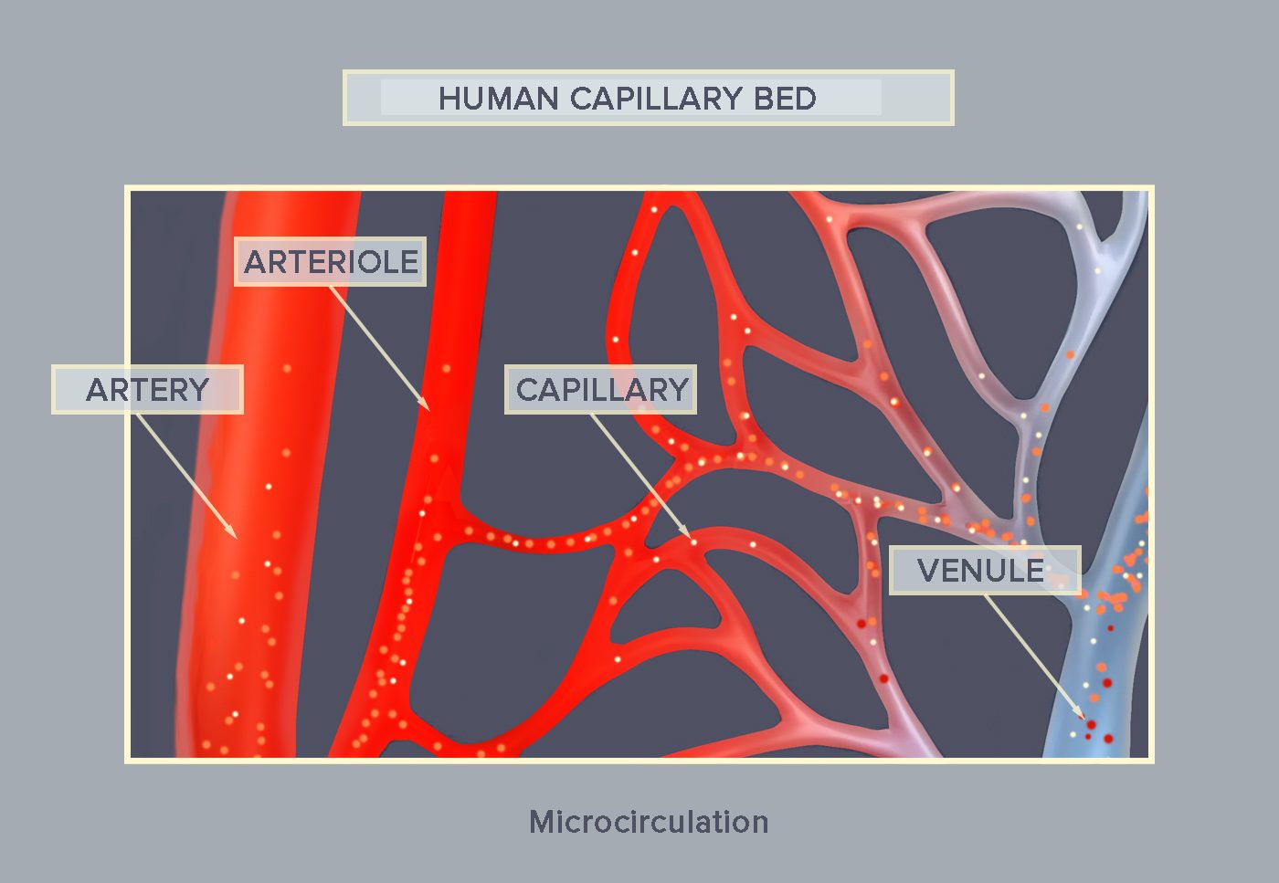 Human capillary bed